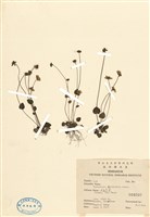 藏品(梅花草)的圖片